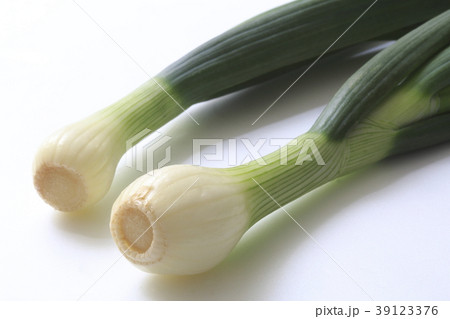葉玉葱 39123376
