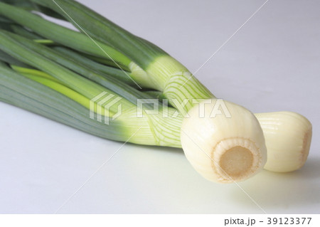 葉玉葱 葉玉葱 39123377