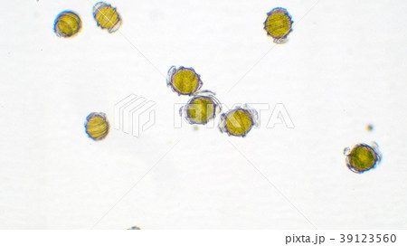 つくしの胞子 39123560