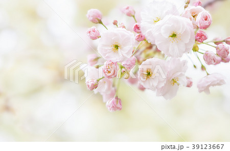 普賢象桜の花 39123667