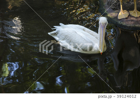 Egret is feeding in the middle of the water. 39124012