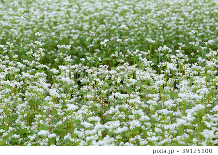 蕎麦の花 蕎麦畑 蕎麦の花 蕎麦畑 39125100