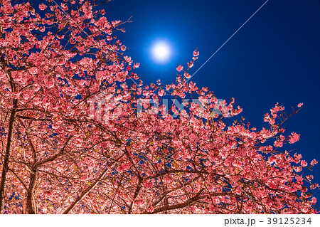 満月と河津桜 39125234