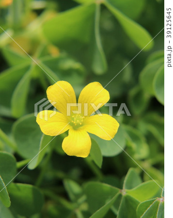 カタバミの花 39125645