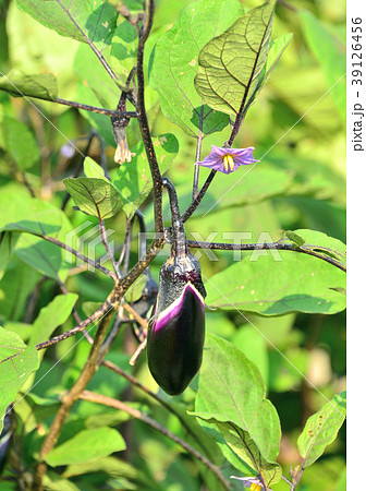 ナス-13614 39126456