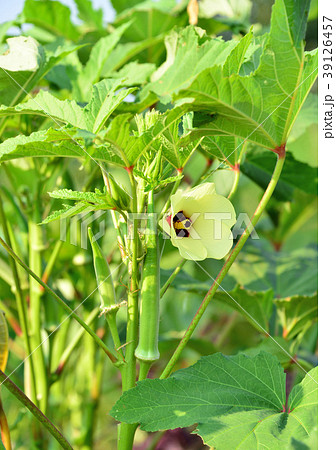 オクラ-13615 39126457