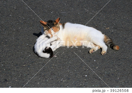 寝転がって母猫にちょっかいを出す子猫 39126508