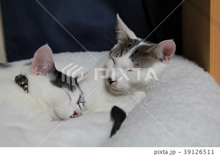 白黒猫とキジ白猫の兄弟猫がくっついて寝てる寝顔 白黒猫とキジ白猫の兄弟猫がくっついて寝てる寝顔 39126511