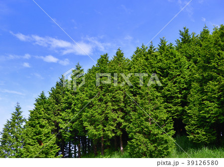 ヒノキ林-13567 39126580