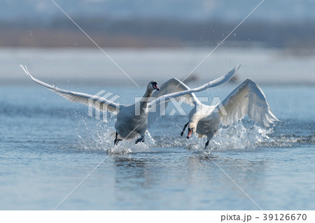 Swans taking flight on lake 39126670