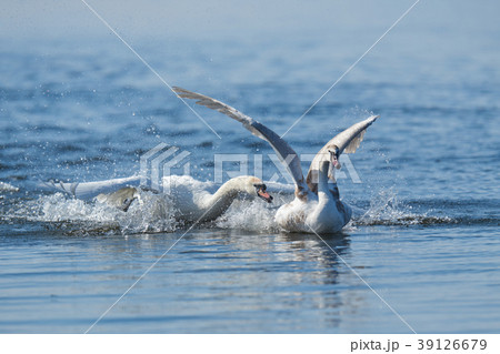 Swans taking flight on lake 39126679