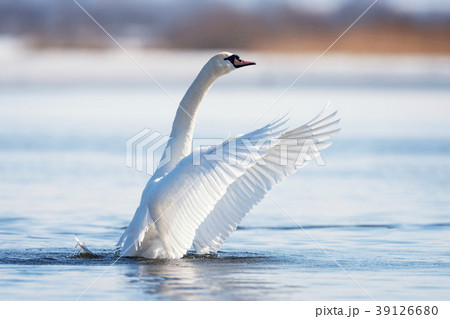 Mute swan flapping wings 39126680