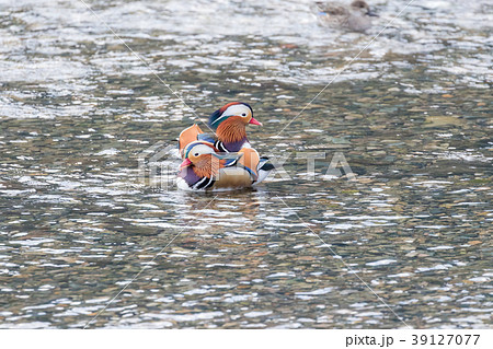 オシドリ 39127077