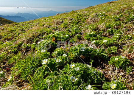 上越国境・平標山の高山植物群落 39127198