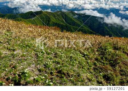 上越国境・平標山の高山植物と朝の雲海 上越国境・平標山の高山植物と朝の雲海 39127201