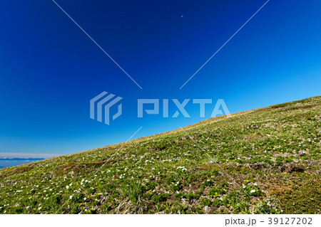 上越国境・平標山の高山植物群落と青空 39127202