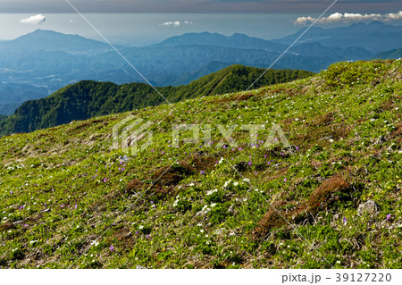 上越国境・平標山のお花畑と朝の山並み 上越国境・平標山のお花畑と朝の山並み 39127220
