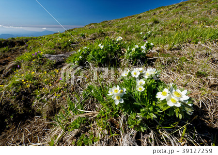 上越国境・平標山の高山植物 39127259