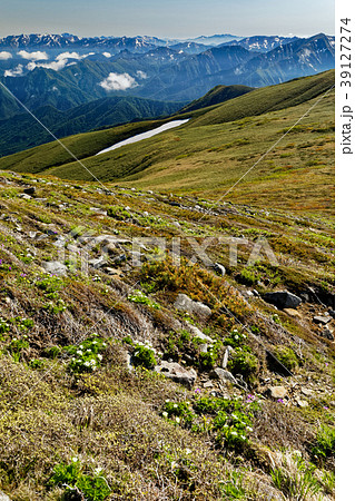上越国境・平標山の高山植物と越後の山並み 39127274