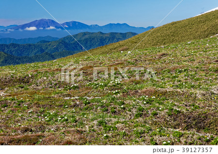 上越国境・平標山の高山植物群落と浅間山 39127357