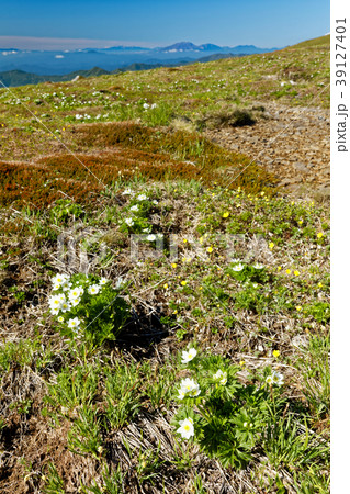 上越国境・平標山の高山植物群落と浅間山方面の山並み 39127401