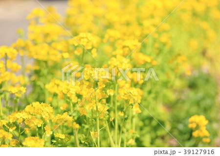 菜の花満開 39127916