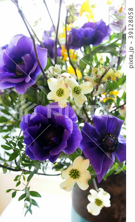 初夏へ向かう枝。 アップのアネモネとミズキ 津田沼を背に。 初夏へ向かう枝。 アップのアネモネとミズキ 津田沼を背に。 39128058