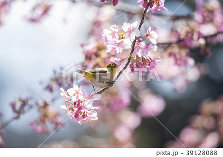桜にメジロ 桜にメジロ 39128088