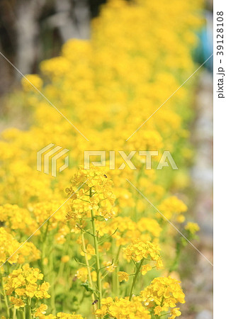 菜の花満開 菜の花満開 39128108