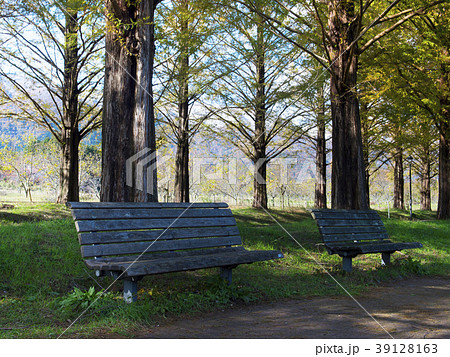 滋賀 マキノ町 メタセコイア並木 ベンチ 滋賀 マキノ町 メタセコイア並木 ベンチ 39128163