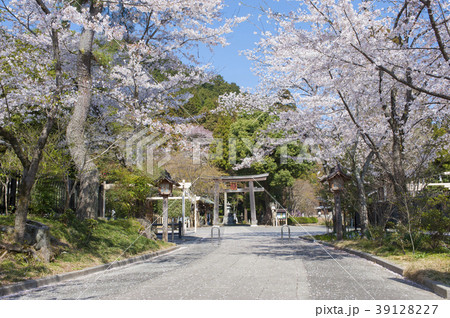 春の高麗神社 39128227