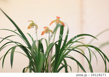 春蘭の花 春蘭の花 39128271