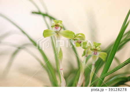 春蘭の花 春蘭の花 39128278