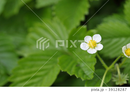 エゾヘビイチゴの花 39128287