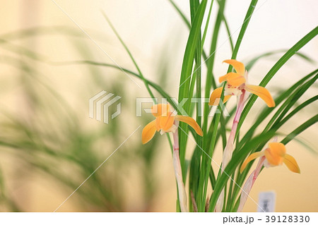 春蘭の花 春蘭の花 39128330