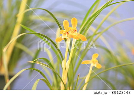 春蘭の花 39128548
