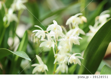 デンドロビュウムの花 39128551