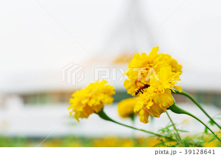 Marigold in the park. Marigold in the park. 39128641