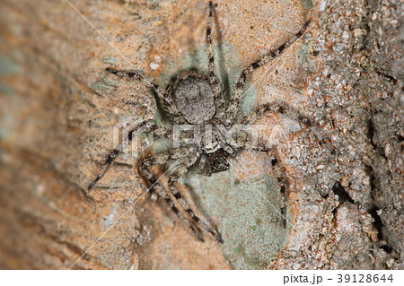 生き物　蜘蛛　キハダエビグモ、食事中です。日本中にいるそうですが不意に出会うとちょっと驚きます 39128644