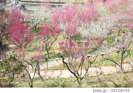 満開の梅林 39128745