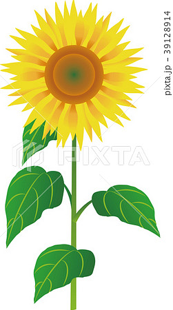 ヒマワリ 39128914