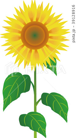 ヒマワリ 39128916