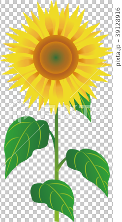 ヒマワリ 39128916