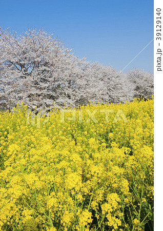 熊谷堤の桜 熊谷堤の桜 39129140