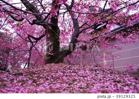 長徳寺のおかめ桜 長徳寺のおかめ桜 39129325