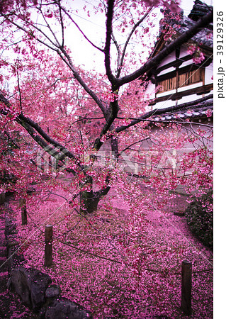 長徳寺のおかめ桜 長徳寺のおかめ桜 39129326