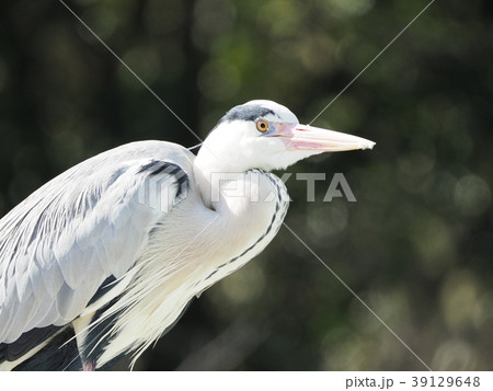 アオサギ 39129648