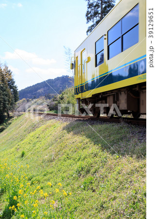 鉄道風景・いすみ鉄道 黄色い列車 春 鉄道風景・いすみ鉄道 黄色い列車 春 39129651