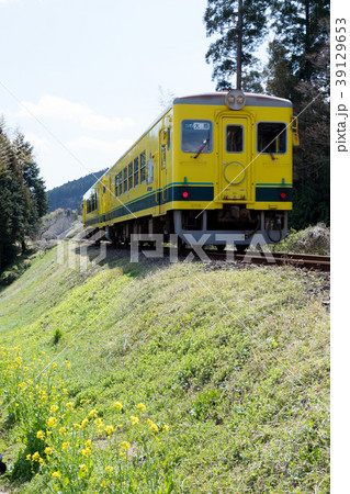鉄道風景・いすみ鉄道　黄色い列車　春 39129653