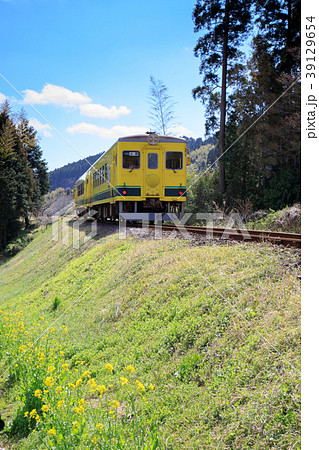 鉄道風景・いすみ鉄道 黄色い列車 春 鉄道風景・いすみ鉄道 黄色い列車 春 39129654